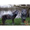Cible Animal 3d Le Loup NATUR FOAM