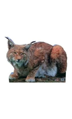 Cible De Lynx 2D Archer Targets