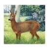 Cible Papier De BICHE (Animal Face Deer ) JVD DISTRIBUTION